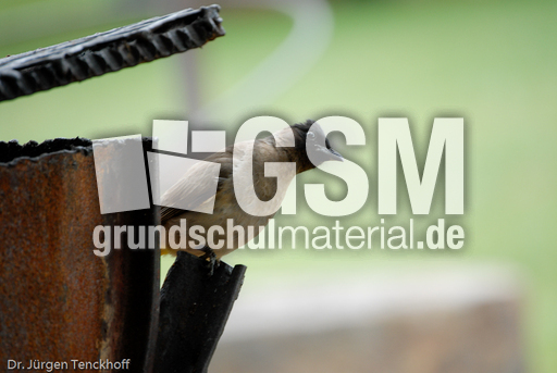 Graubülbül (2 von 5).jpg